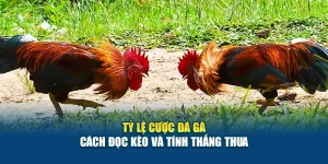 Tỷ Lệ Cược Đá Gà - Cách Đọc Kèo Và Tính Thắng Thua